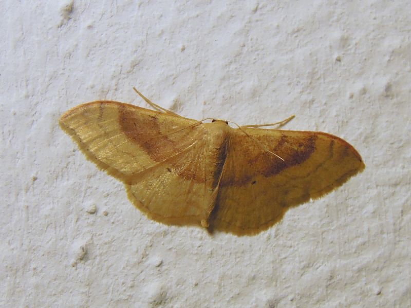 Idaea aversata (Geometridae)? Idaea degeneraria